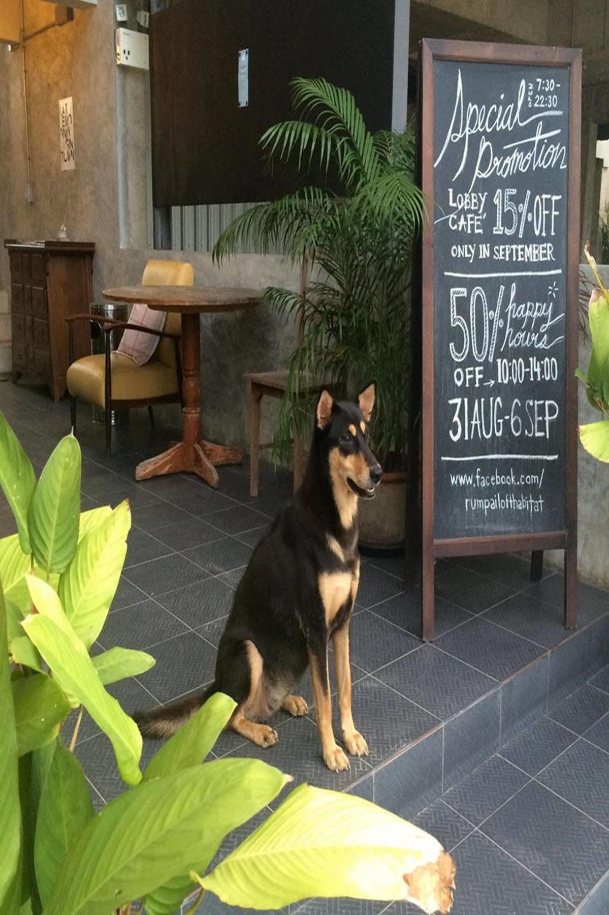 Rumpai Loft Habitat Chiang Mai Dış mekan fotoğraf